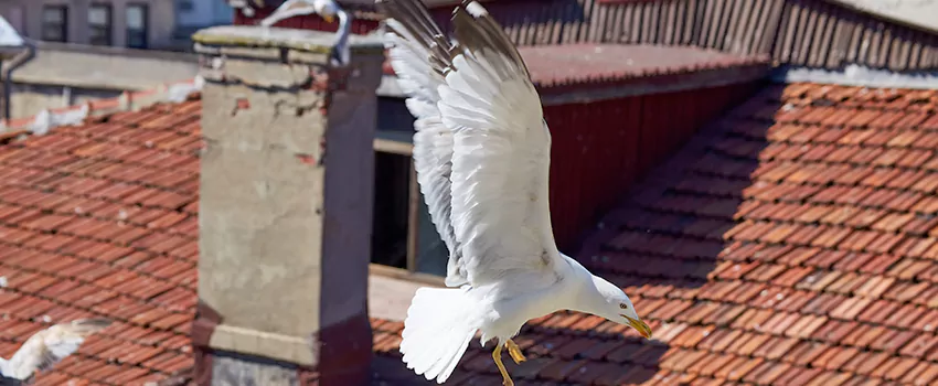 Residential Chimney Animal Removal Solution in Kingsville, TX