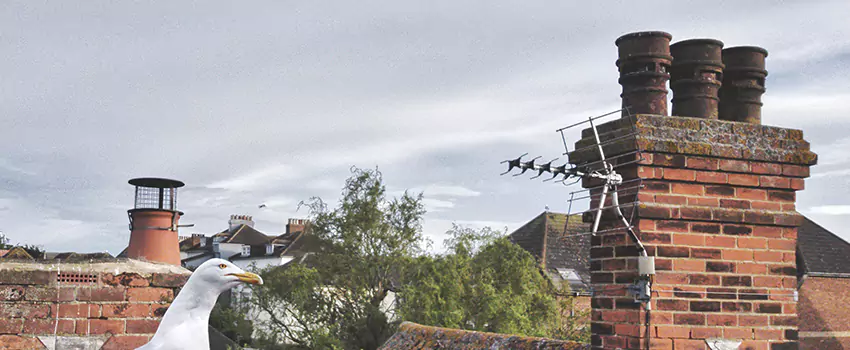 Chimney Cleaning And Restoration in Kingsville, Texas